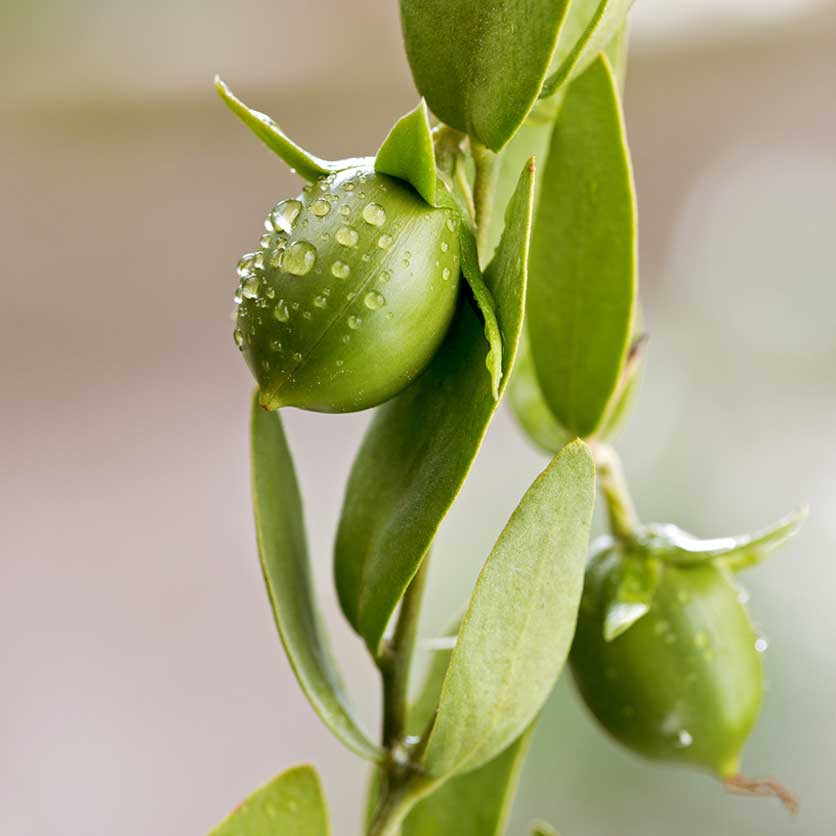 Zeven weetjes over Jojoba olie
